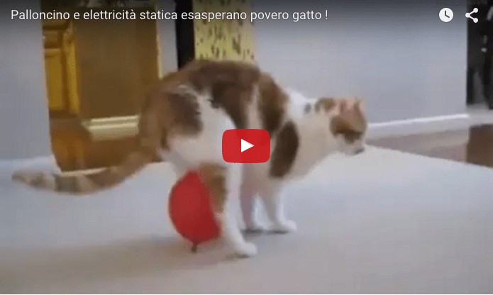 Gatto alle prese con l’elettricità statica