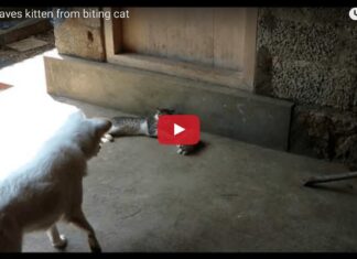 cane difende gattino