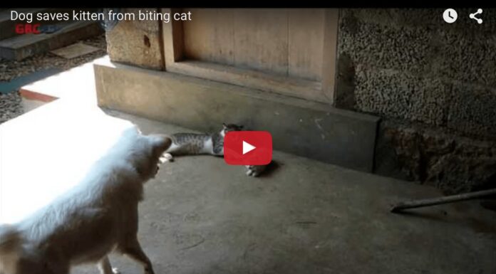 cane difende gattino