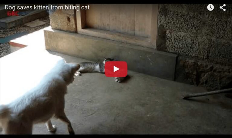 cane difende gattino