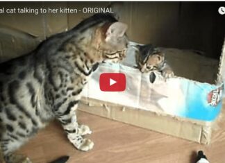 Gatta Bengal parla con il suo cucciolo