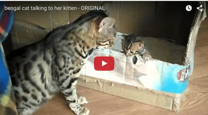 Gatta Bengal parla con il suo cucciolo