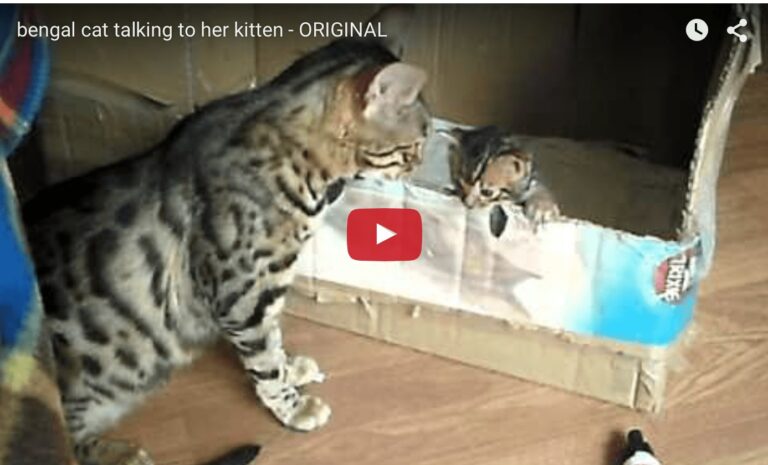 Gatta Bengal parla con il suo cucciolo
