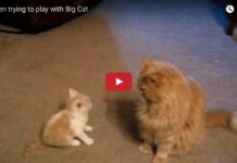 Gattino gioca con gatto grande