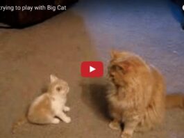 Gattino gioca con gatto grande