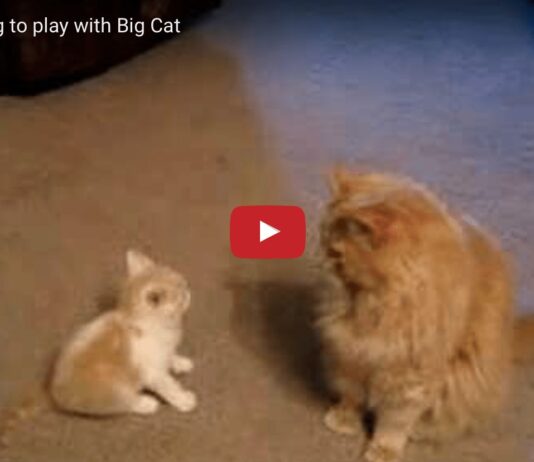 Gattino gioca con gatto grande