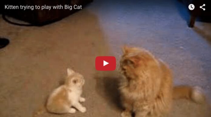 Gattino gioca con gatto grande