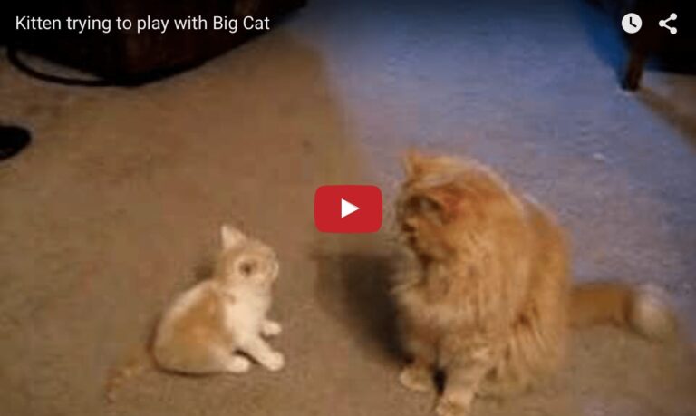 Gattino gioca con gatto grande