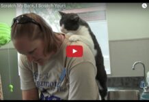 Gatto massaggia la sua mamma umana