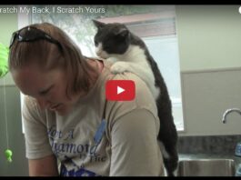 Gatto massaggia la sua mamma umana