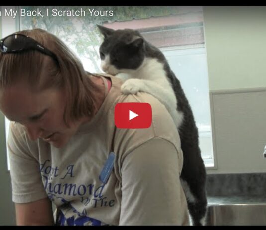 Gatto massaggia la sua mamma umana