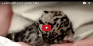 Cucciolo di leopardo