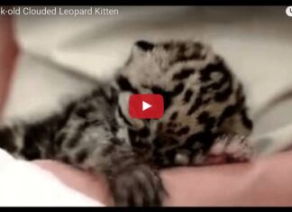 Cucciolo di leopardo