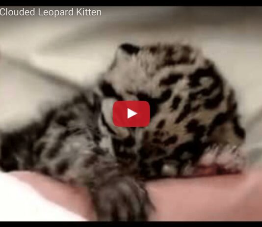 Cucciolo di leopardo