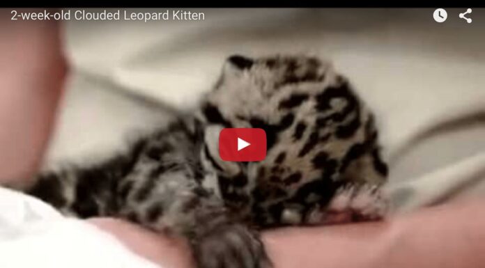 Cucciolo di leopardo