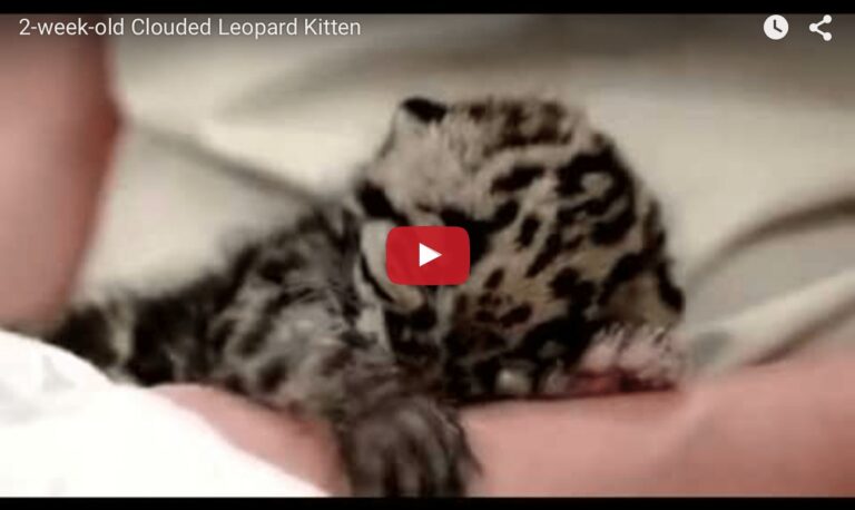 Cucciolo di leopardo