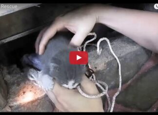 Salvataggio di un gattino