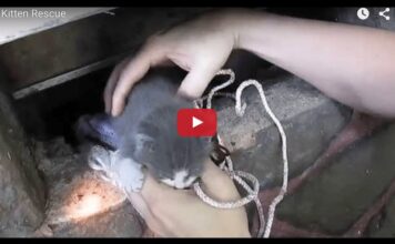 Salvataggio di un gattino caduto in un buco Salvataggio di un gattino