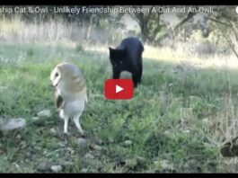 Un gatto e un gufo giocano insieme