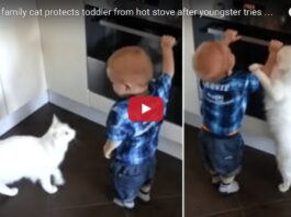 Gatto salva bambino