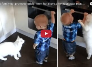 Gatto salva bambino
