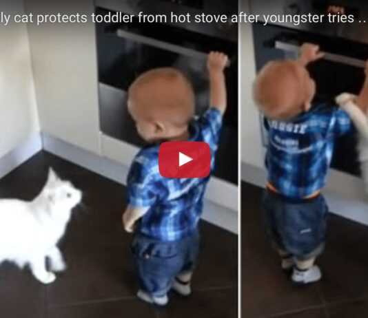 Gatto salva bambino