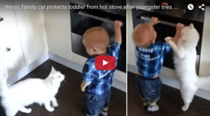 Gatto salva bambino
