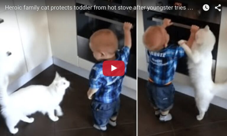 Gatto salva bambino