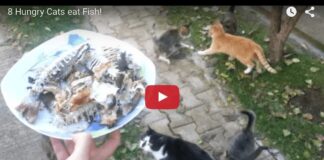 Otto gatti affamati