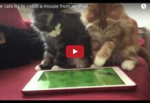 Gattini giocano con l'pad