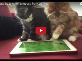 Gattini giocano con l'pad