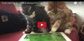 Gattini giocano con l'pad