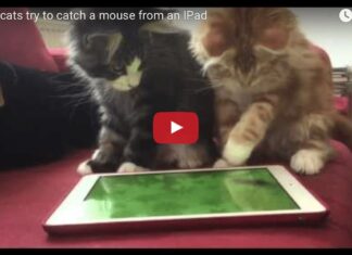 Gattini giocano con l'pad