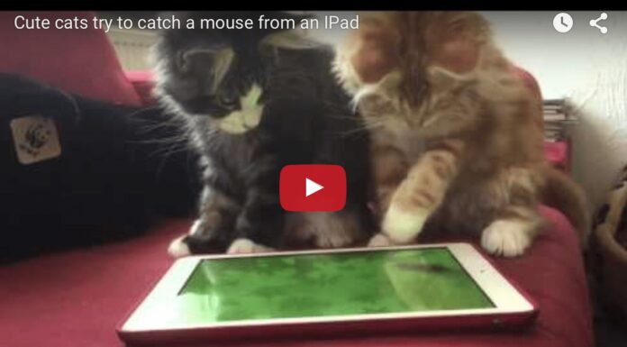 Gattini giocano con l'pad