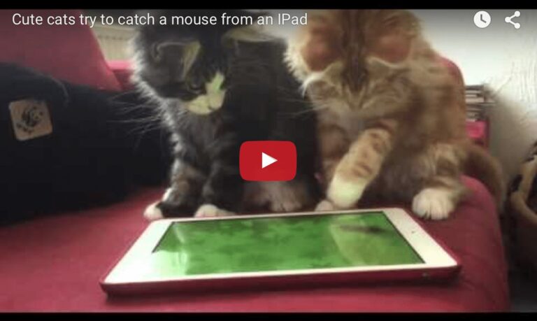 Gattini giocano con l'pad