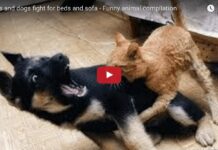 Cani e gatti litigano per il letto