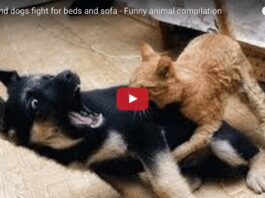 Cani e gatti litigano per il letto