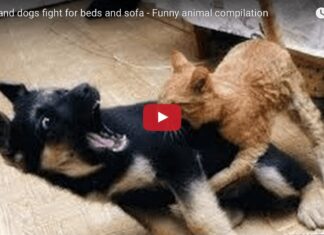 Cani e gatti litigano per il letto