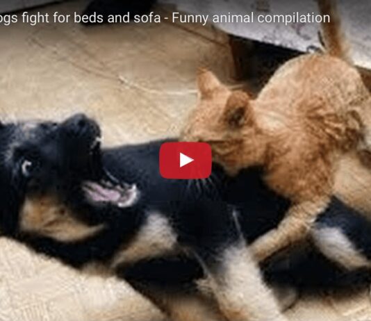 Cani e gatti litigano per il letto