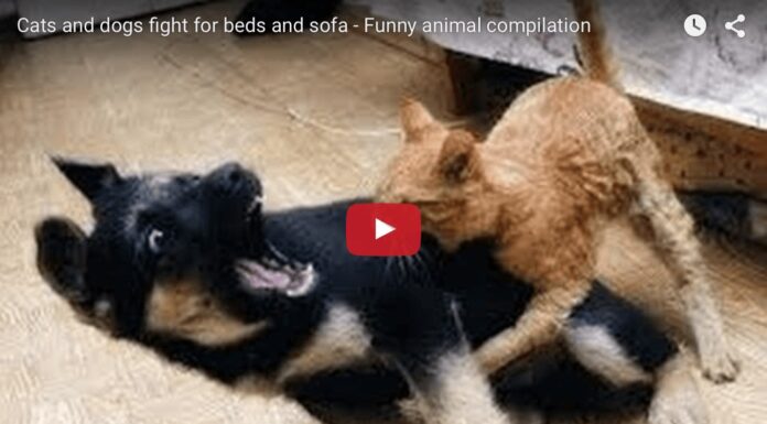 Cani e gatti litigano per il letto
