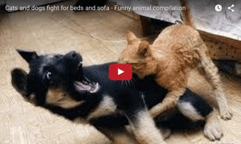 Cani e gatti litigano per il letto