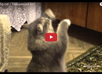 Gatto ballerino