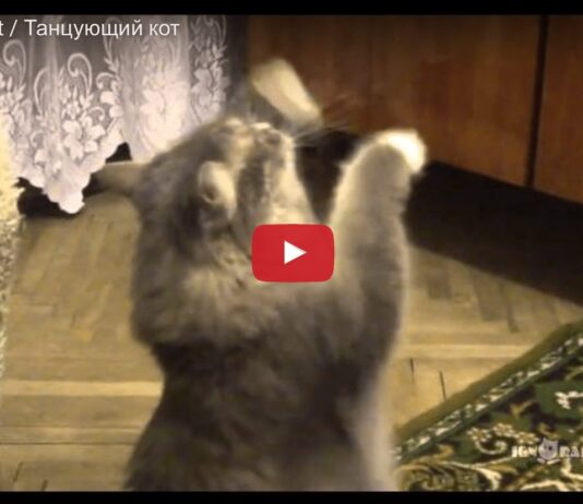 Gatto ballerino
