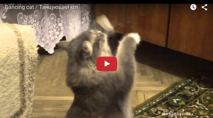 Gatto ballerino