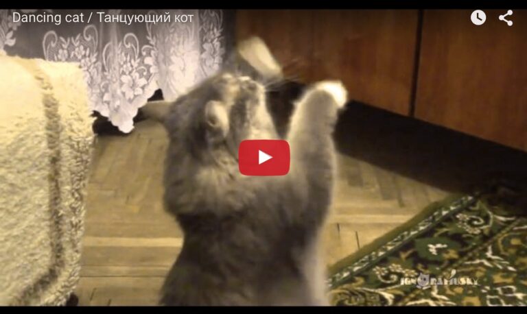 Gatto ballerino