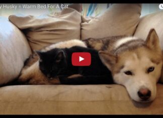 Un husky per cuscino