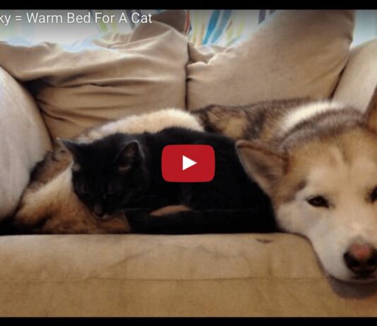 Un husky per cuscino