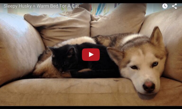 Un husky per cuscino