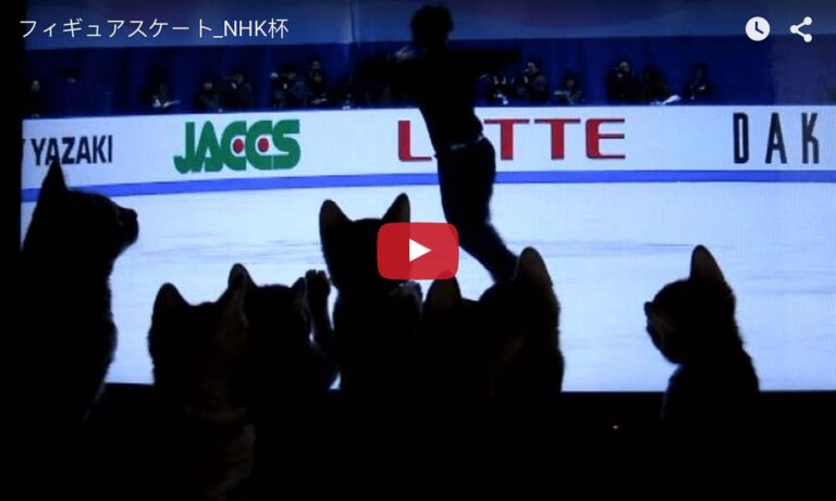 Gattini guardano il pattinaggio in Tv
