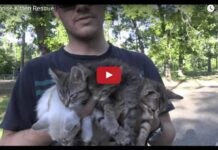 Quattro gattini salvati nel parco